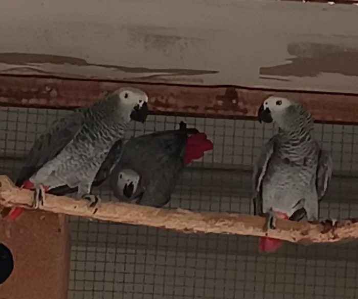 Prodám žako šedý