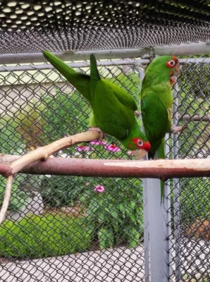 Aratinga škraboškový