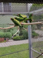 Aratinga škraboškový