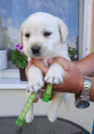Labrador - štěňátka s PP