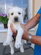 Labrador - štěňátka s PP