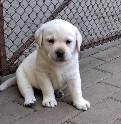 Labrador - štěňátka s PP