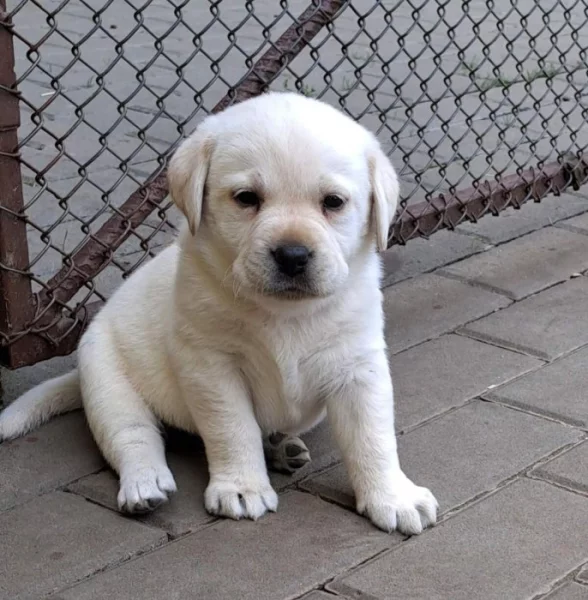 Labrador - štěňátka s PP