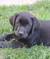 Labrador - štěňátka s PP