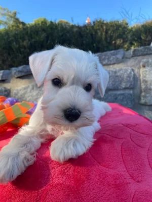 Knírač malý bílý