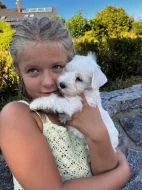 Knírač malý bílý