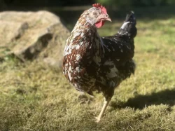 Prodej a rozvoz slepiček Dominant