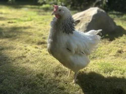 Prodej a rozvoz slepiček Dominant