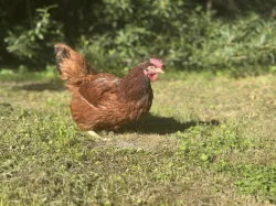 Prodej a rozvoz slepiček Dominant