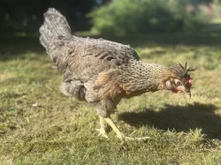 Prodej a rozvoz slepiček Dominant