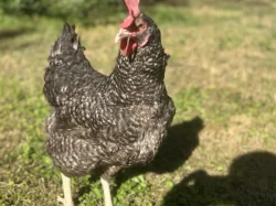 Prodej a rozvoz slepiček Dominant