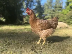 Prodej a rozvoz slepiček Dominant