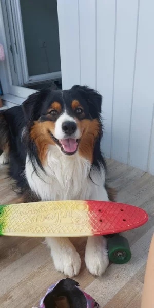 Nabízím psa ke krytí – Australský ovčák s PP