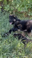 německý ovčák -krásná štěňátka s PP černá se znaky
