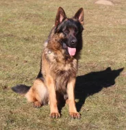 německý ovčák -krásná štěňátka s PP černá se znaky