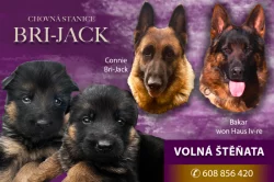 německý ovčák -krásná štěňátka s PP černá se znaky