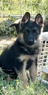 německý ovčák -krásná štěňátka s PP černá se znaky
