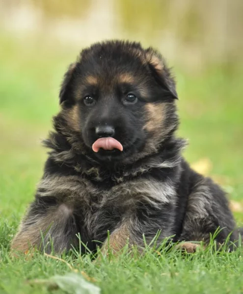 Štěňata Německý ovčák s PP barva REX
