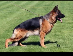 Štěňata Německý ovčák s PP barva REX