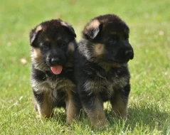 Štěňata Německý ovčák s PP barva REX