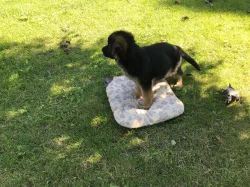 Štěňata německého ovčáka s PP - černý se znaky