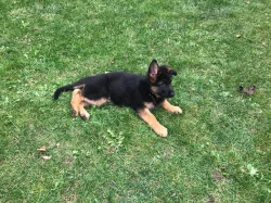 Štěňata německého ovčáka s PP - černý se znaky