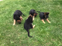 Štěňata německého ovčáka s PP - černý se znaky