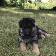 Štěňata německého ovčáka s PP - černý se znaky