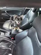 Čivava dlouhosrstá bez pp