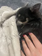 Čivava dlouhosrstá bez pp