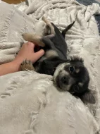 Čivava dlouhosrstá bez pp