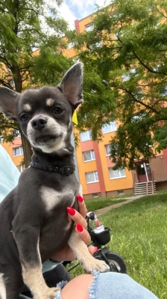 Čivava dlouhosrstá bez pp