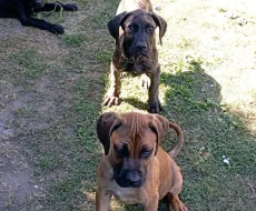 Cane Corso