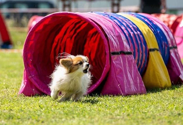 SUPERPES AGILITY - Blansko 6.9.2025