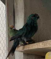 Prodám Kakariky modré