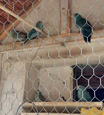 Prodám Kakariky modré