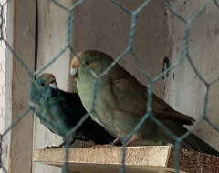 Prodám Kakariky modré