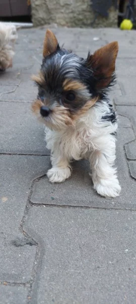 Yorkshire terrier štéňata s PP, barevni