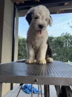 Chlapeček rasy BOBTAIL s PP