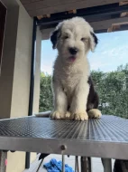 Chlapeček rasy BOBTAIL s PP