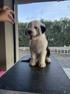 Chlapeček rasy BOBTAIL s PP