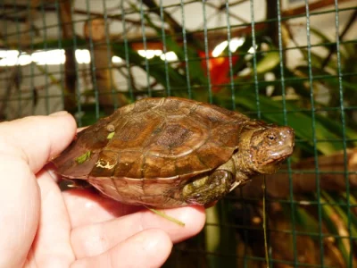 Želva černavá (Heosemys grandis) vlastní odchov