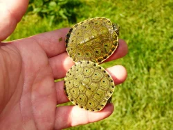 Želva středoamerická (Trachemys venusta)