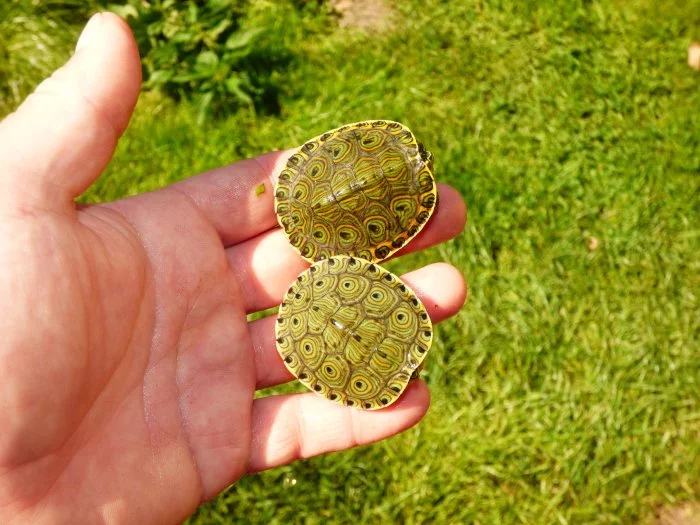 Želva středoamerická (Trachemys venusta)