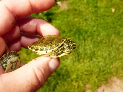 Želva středoamerická (Trachemys venusta)