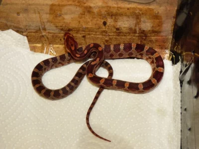 Užovka červená (Pantheropis gitatus) klasik + albino