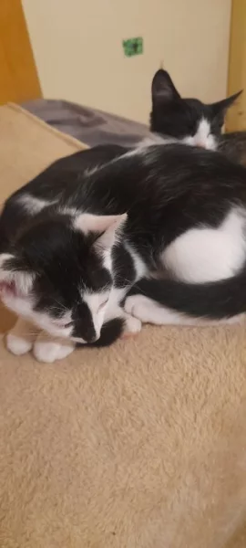 Daruji koťátka - kocourky