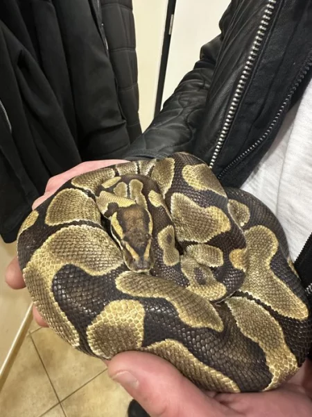 Krajta královská s teráriem komplet