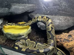 Krajta královská s teráriem komplet