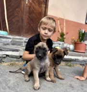 Chovatelská stanice Fiera Vulpo zadá štěňata belgického ovčáka